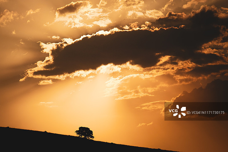 阳光下，一棵孤独的树的剪影图片素材