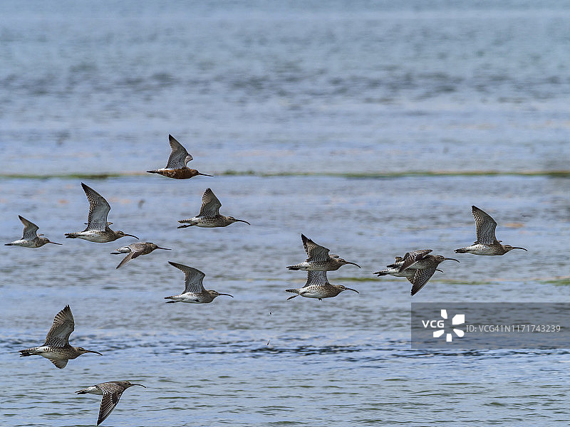 鹬和斑尾塍鹬群图片素材