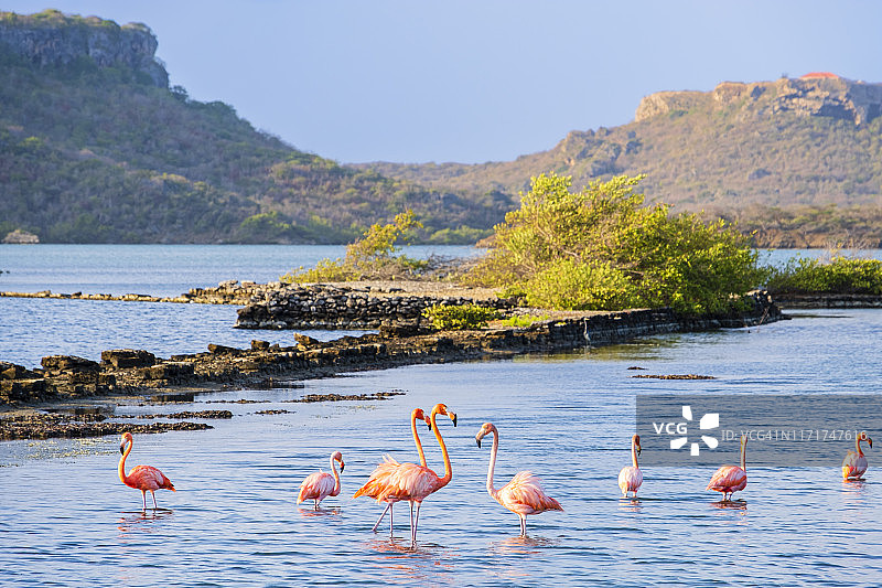 库拉索岛，圣玛丽盐湖的火烈鸟图片素材