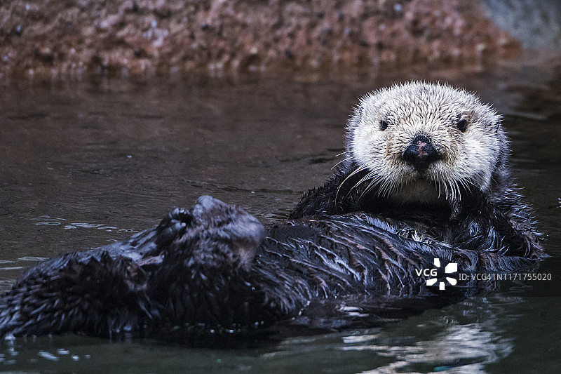 海獭图片素材