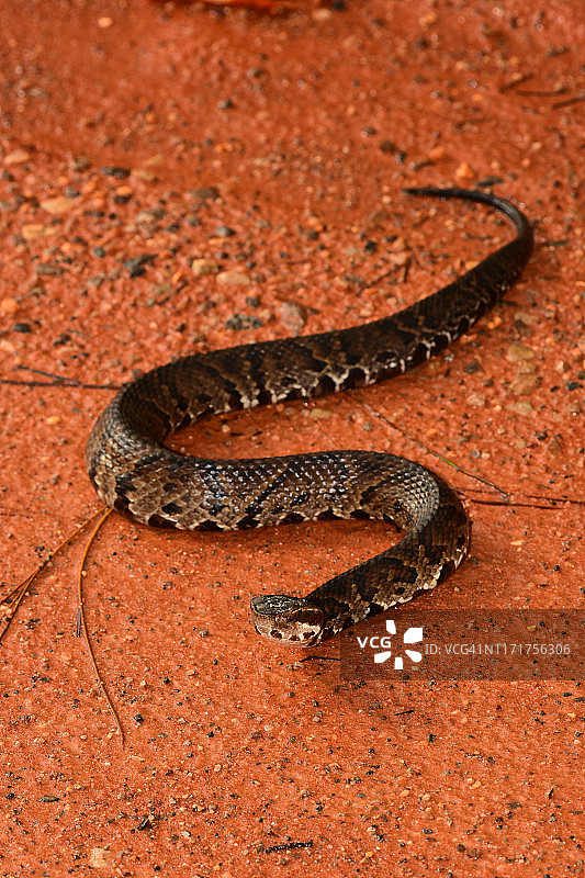水蛇在泥土上蜿蜒爬行图片素材