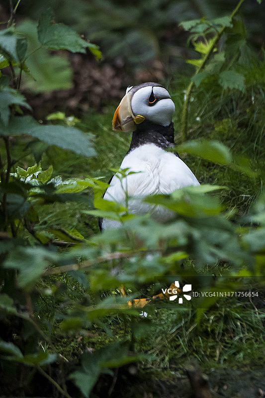 角海鹦图片素材