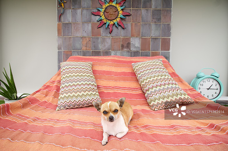 躺在床上的狗图片素材