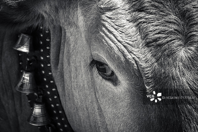 黑白圣牛之眼与项链图片素材