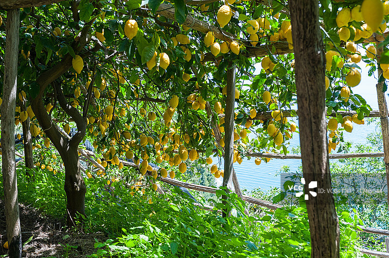 阿马尔菲柠檬之路，拉韦洛至马约里图片素材