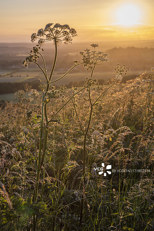 夏日乡村风光图片素材
