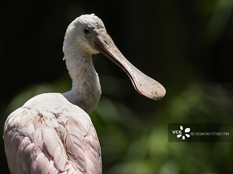 喙的形状赋予其名称的琵鹭。图片素材