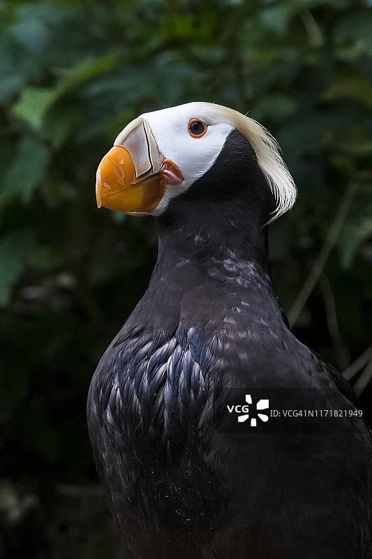 簇绒角嘴海雀图片素材