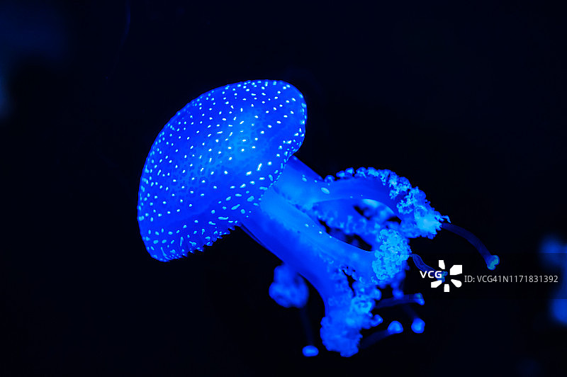 深色背景下的蓝色水母图片素材