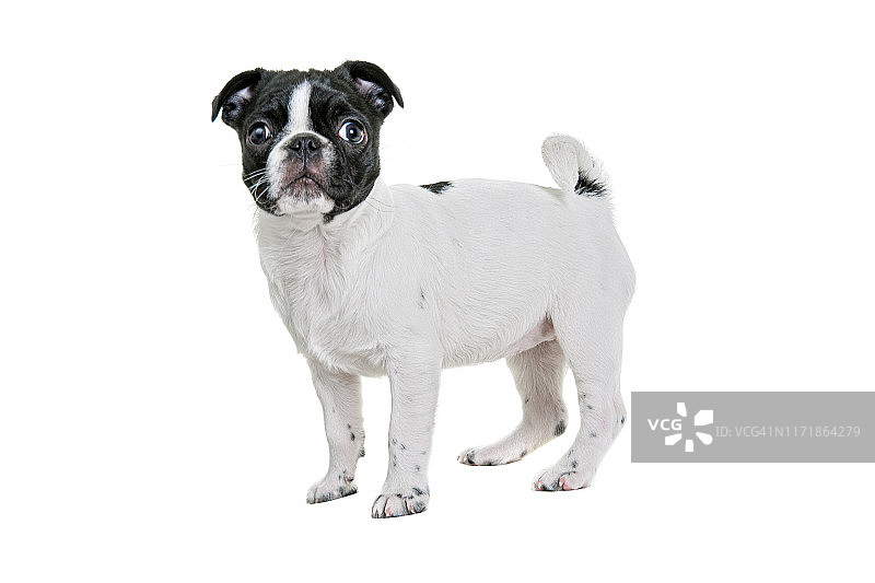 白色背景上看着镜头的波士顿梗幼犬图片素材