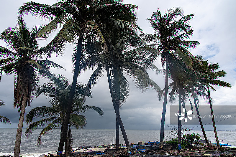 印度马哈拉施特拉邦孟买海滩上的棕榈树图片素材