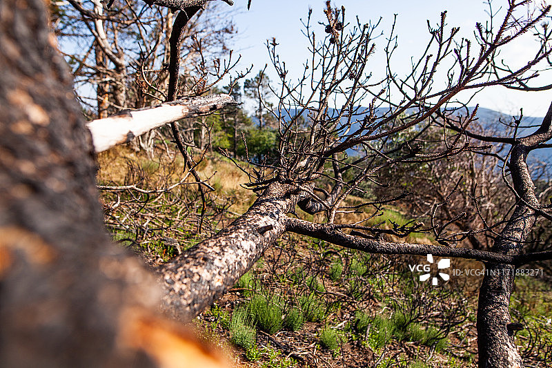 自然 - 火灾，烧焦的土地图片素材
