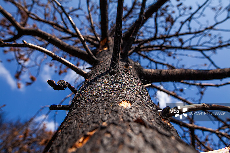 自然 - 火灾，烧焦的土地图片素材