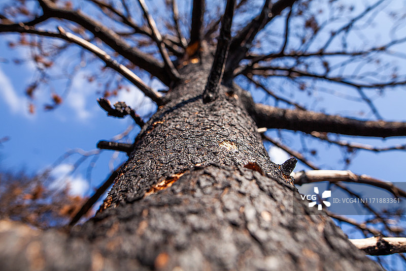 自然 - 火灾，烧焦的土地图片素材