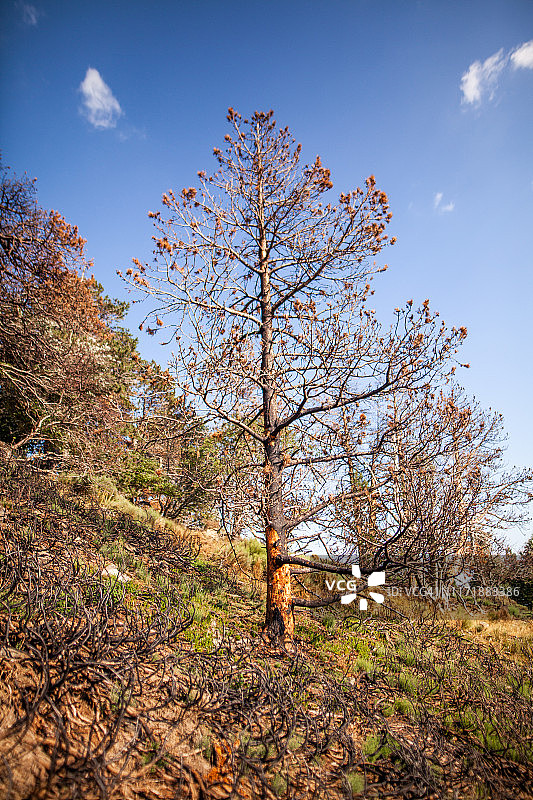 自然 - 火灾，烧焦的土地图片素材