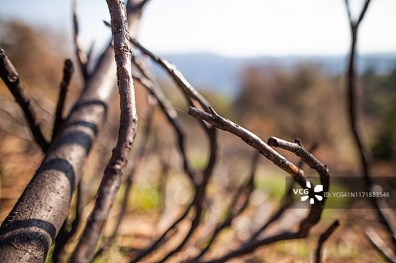 自然 - 火灾，烧焦的土地图片素材