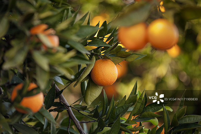 橘子树图片素材