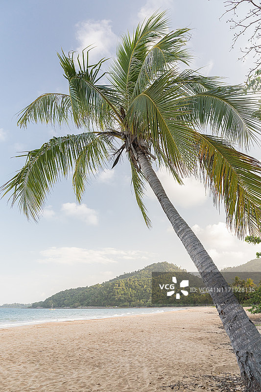 澳大利亚宾吉尔湾的棕榈树图片素材