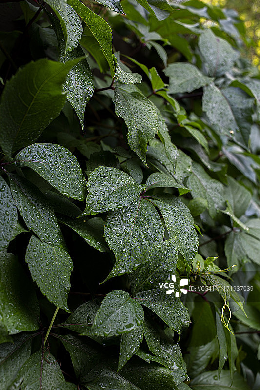 清晨绿意盎然的垂直花园背景图片素材