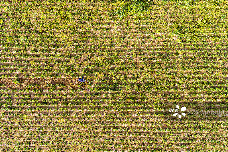 农民在大片绿色花生田中收割花生图片素材