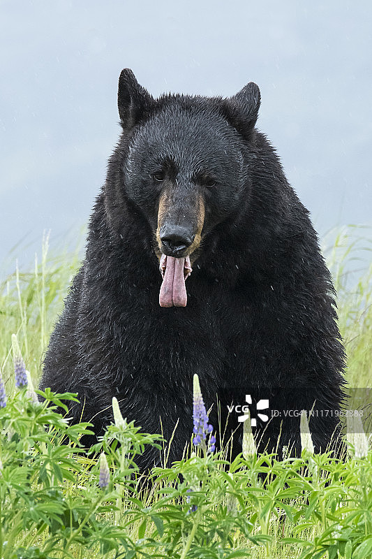 黑熊，阿拉斯加基奈半岛图片素材