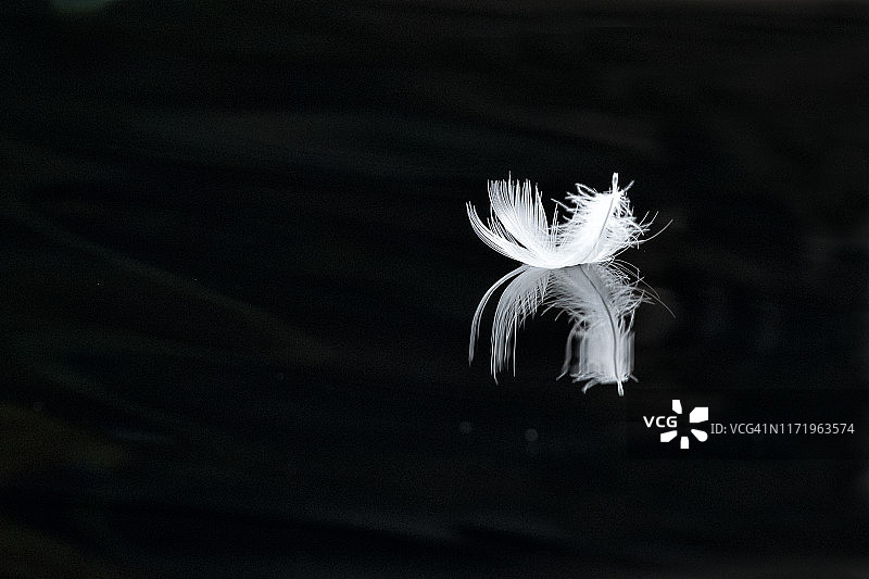 羽毛，倒影，阿拉斯加图片素材