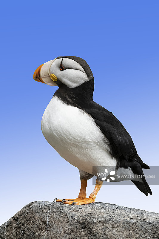 阿拉斯加的角海鹦图片素材