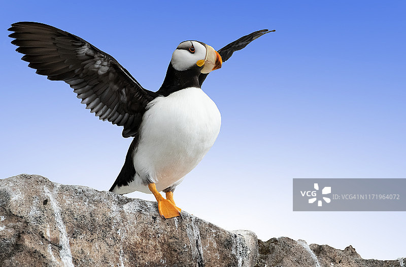 阿拉斯加的角海鹦图片素材