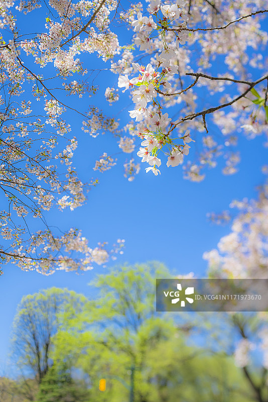 纽约中央公园樱花树下的绿叶图片素材