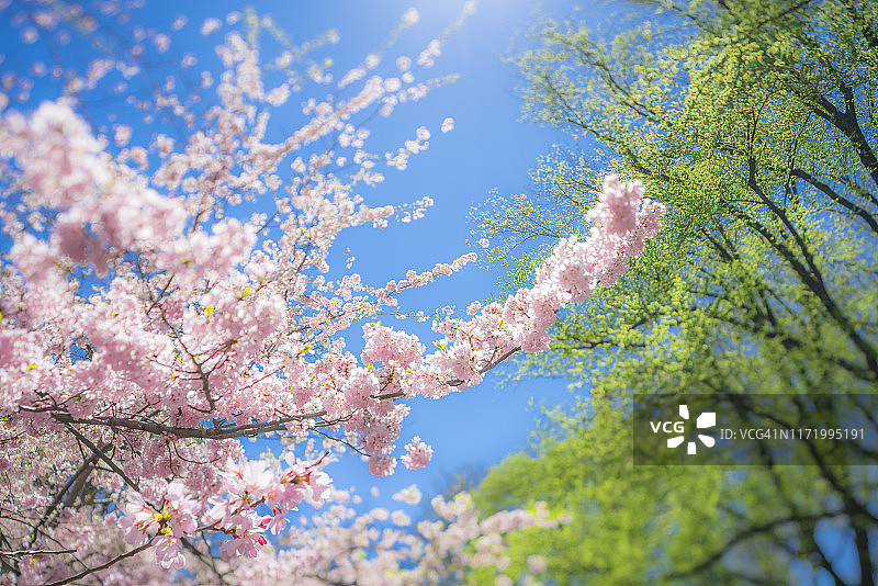 2019年4月16日，纽约市中央公园的樱花和新绿树叶沐浴在春日柔和的阳光中图片素材