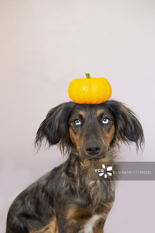 南瓜狗图片素材