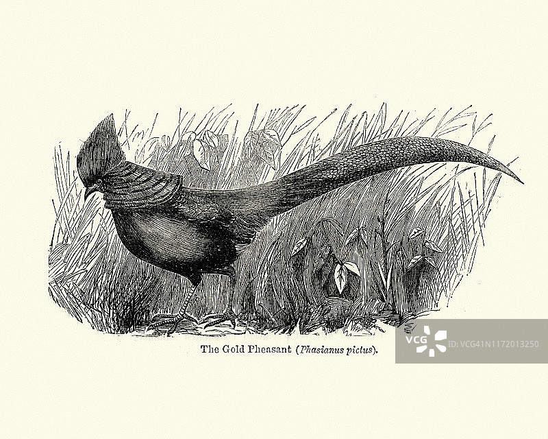 金鸡（又名中国雉鸡）图片素材
