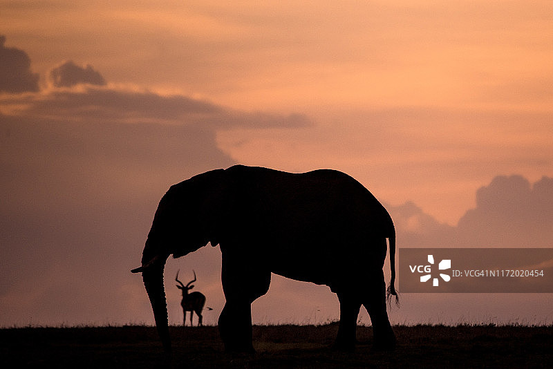 黄昏时分的大象图片素材