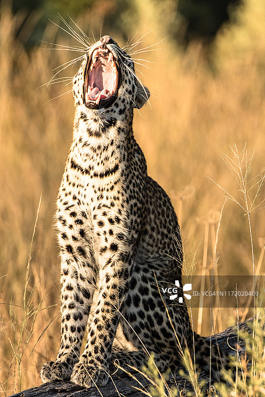 豹子打哈欠图片素材
