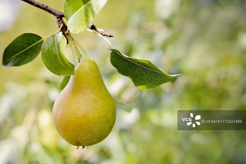 树上的成熟梨图片素材