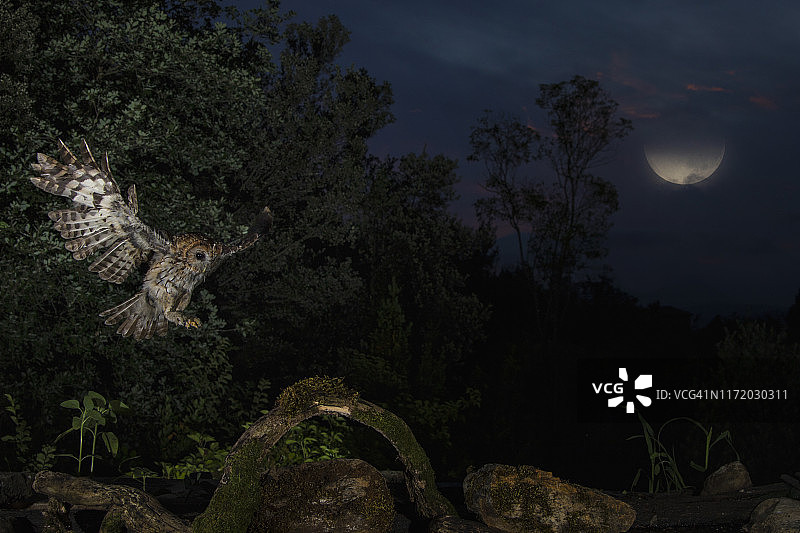 飞行中的棕色猫头鹰，西班牙图片素材
