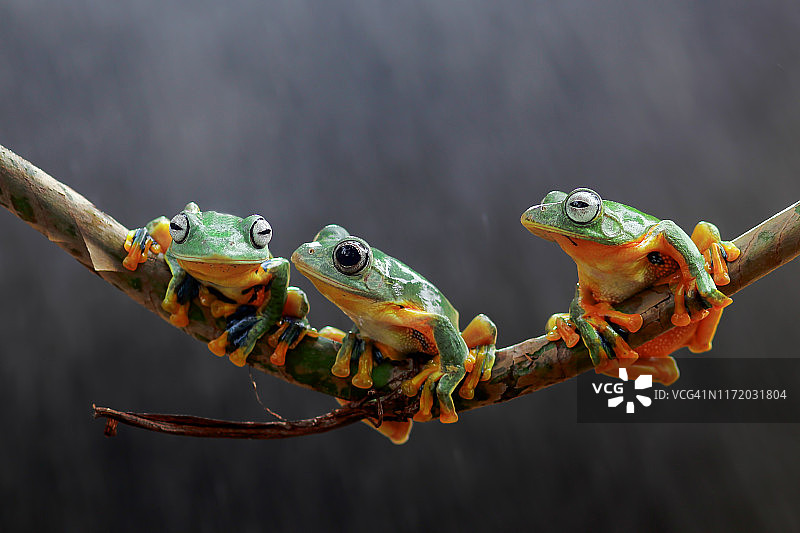 印度尼西亚树枝上的三只华莱士飞蛙图片素材