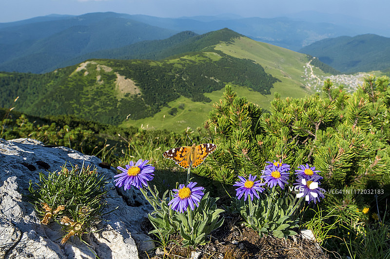蝴蝶停留在阿尔卑斯紫菀花上，克尔斯塔茨山，波斯尼亚和黑塞哥维那图片素材