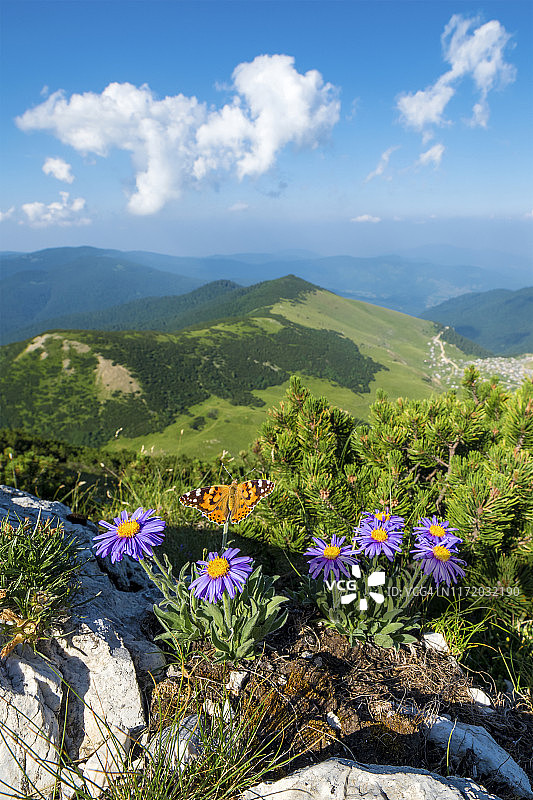 蝴蝶停留在阿尔卑斯紫菀花上，克尔斯塔茨山，波斯尼亚和黑塞哥维那图片素材