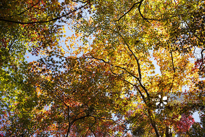 枫木色调图片素材