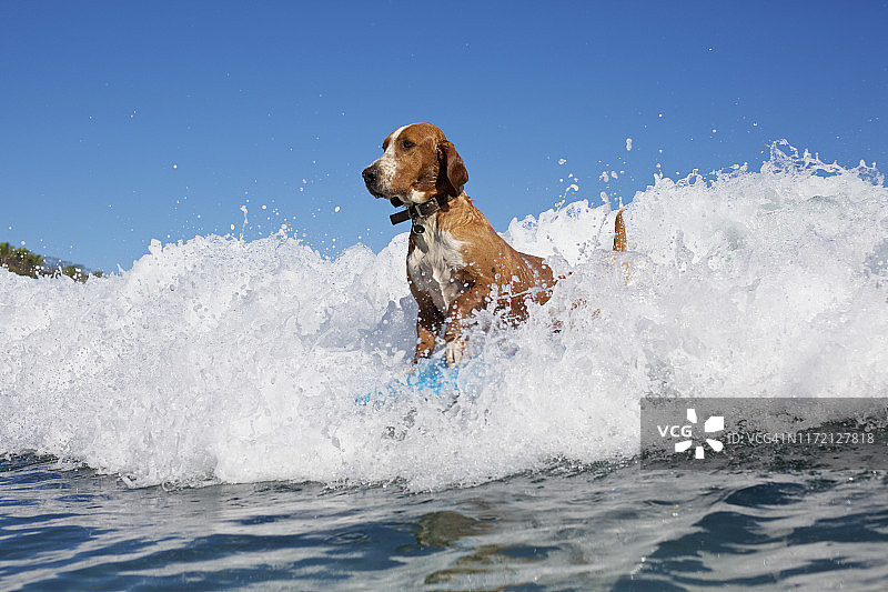 狗狗冲浪，驾驭海浪图片素材