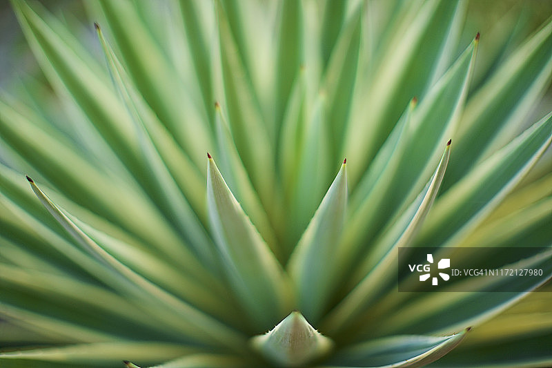 绿色芦荟植物的超近特写图片素材