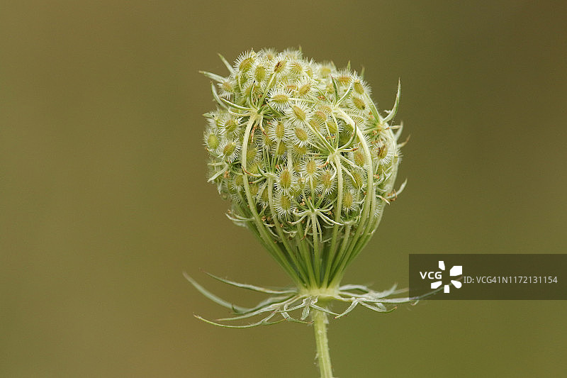 野胡萝卜的果实簇，含有带钩状刺的椭圆形果实，生长在草地上图片素材