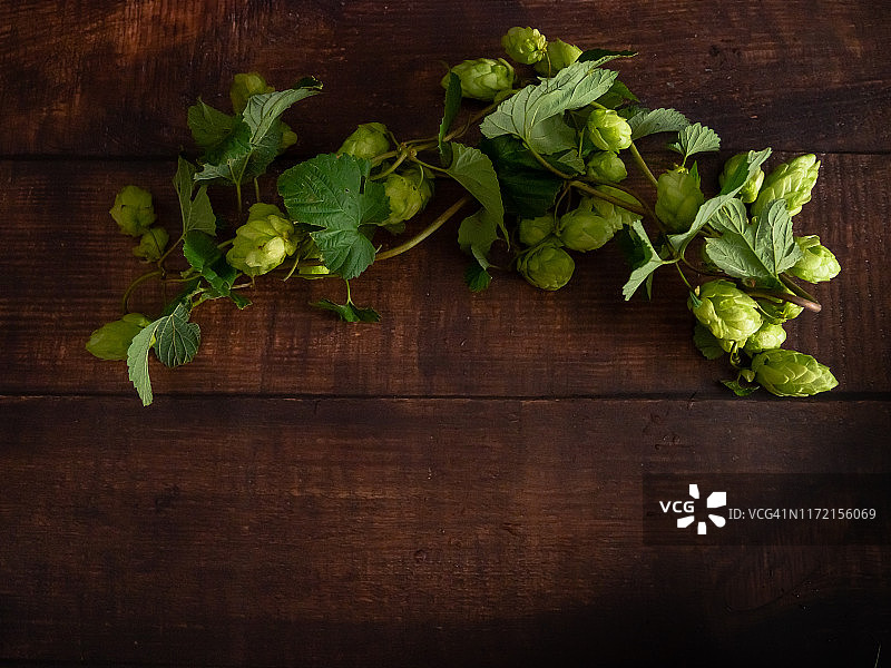 自酿啤酒：啤酒花枝条图片素材