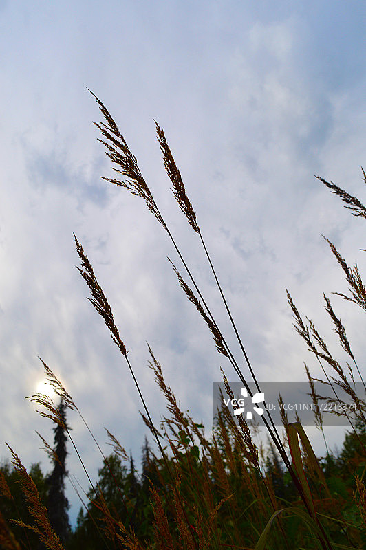 海燕麦草图片素材