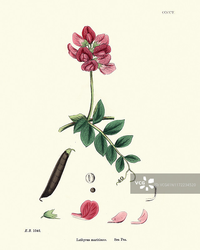 海滨香豌豆，19世纪花卉版画图片素材