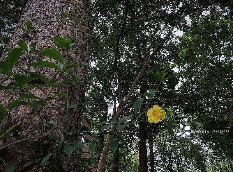花园里盛开的黄花夹竹桃图片素材