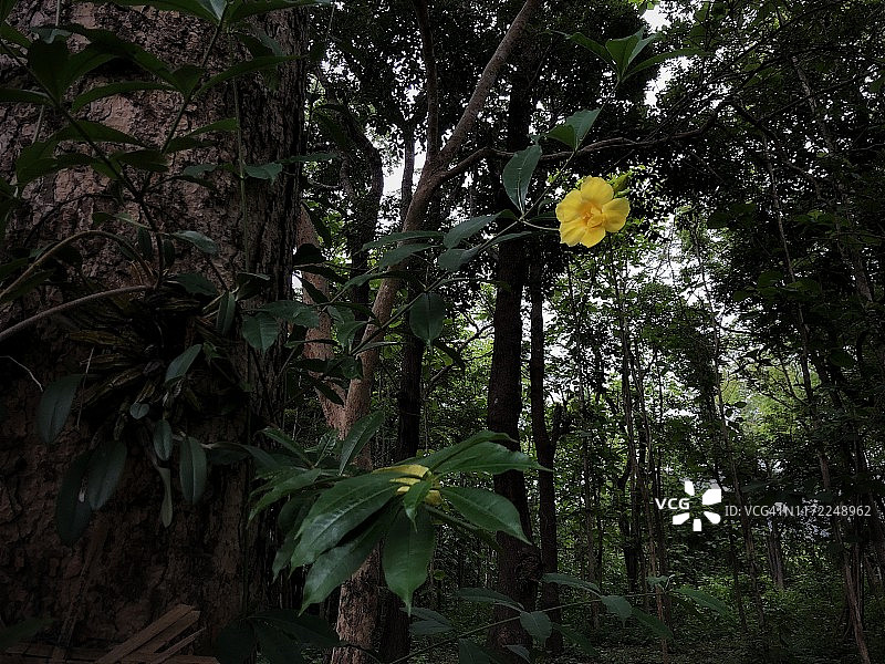 花园里盛开的黄花夹竹桃图片素材