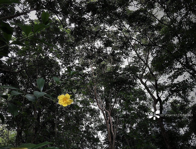 花园里盛开的黄花夹竹桃图片素材
