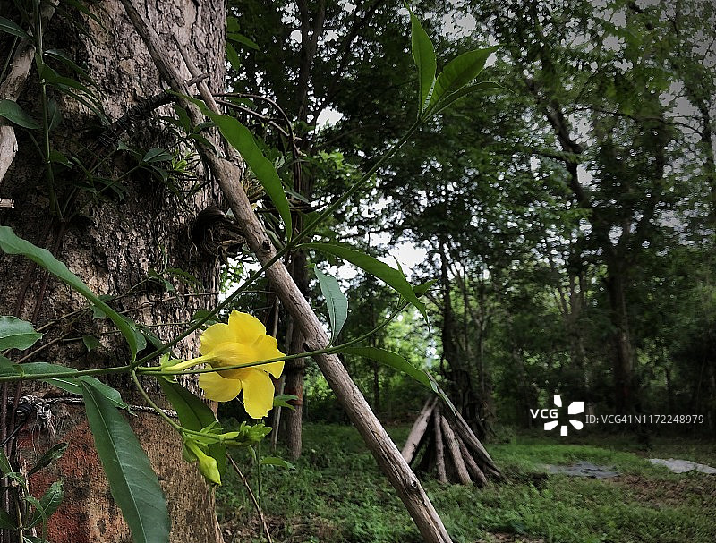 花园里盛开的黄花夹竹桃图片素材